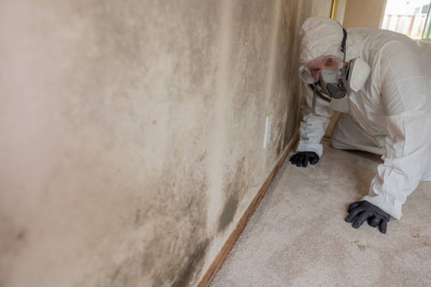 Best Mold Prevention Services  in Pierre, SD